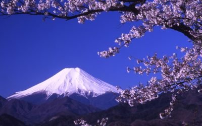 Cherry blossom tree and Fuji