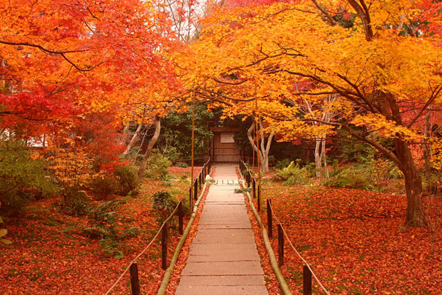 Autumn Momiji Leaves