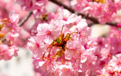 Spring in Japan